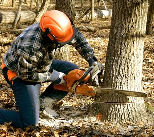 Tree Removal in Schulenburg, TX